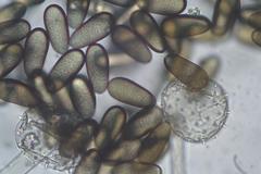 Rhopalomyces elegans