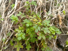 Acaena juvenca