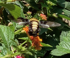 Sataspes tagalica