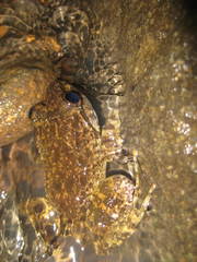 Limnonectes sisikdagu