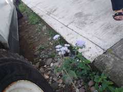 Ageratum houstonianum