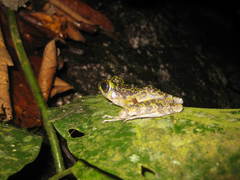 Sumaterana crassiovis