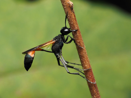 Ammophila placida photo 4