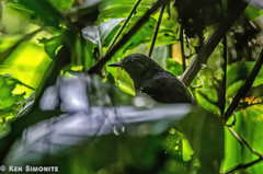 Cercomacroides serva