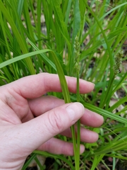 Carex stipata