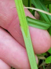 Carex stipata