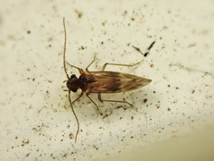 Peripsocus