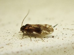 Peripsocus