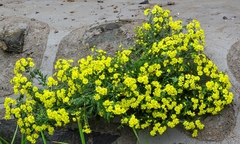 Chrysanthemum lavandulifolium