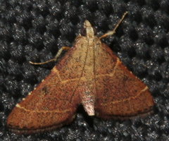 Persicoptera aglaopa