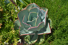 Echeveria rubromarginata