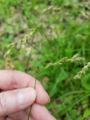 Carex tenera