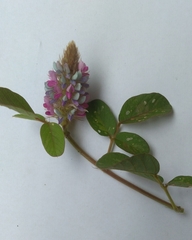 Grona heterocarpos