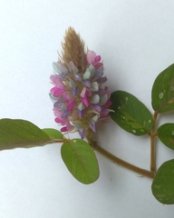 Grona heterocarpos