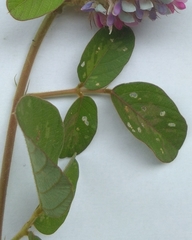Grona heterocarpos
