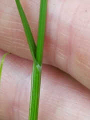 Carex tenera