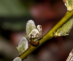 Enchoria lacteata