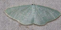 Poecilasthena fragilis