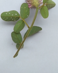 Grona heterocarpos