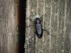 Strongylium terminatum