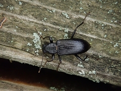 Strongylium terminatum