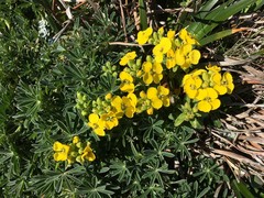 Erysimum menziesii