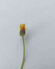 Tridax procumbens