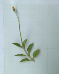 Tridax procumbens