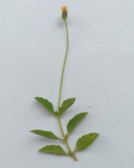 Tridax procumbens