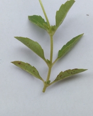Tridax procumbens