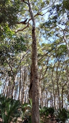 Corymbia maculata