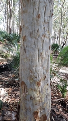 Corymbia maculata