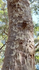 Corymbia maculata