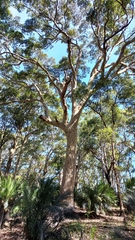 Corymbia maculata