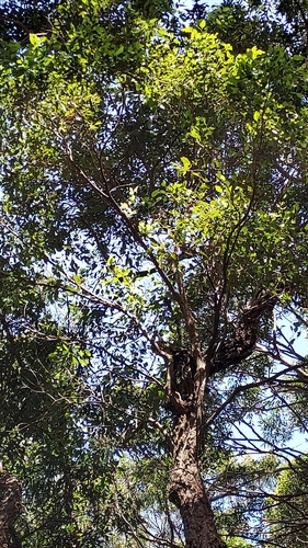 Image of Black ironbark by (c) Peter B, some rights reserved (CC BY)