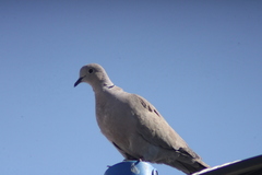 Streptopelia decaocto