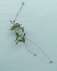 Tridax procumbens