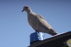 Streptopelia decaocto