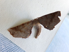 Parepisparis multicolora