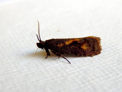 Cryptaspasma sordida