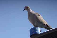 Streptopelia decaocto