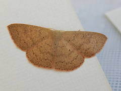 Cyclophora obstataria