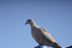 Streptopelia decaocto
