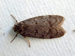 Ericrypsina chorodoxa