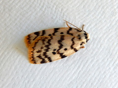 Hectobrocha pentacyma