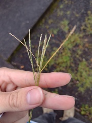 Digitaria violascens