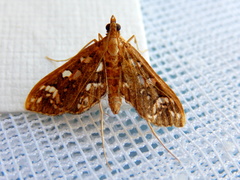 Ischnurges illustralis