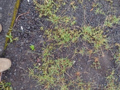 Digitaria violascens