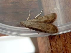 Lamoria idiolepida