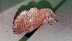 Phyllodesma occidentis